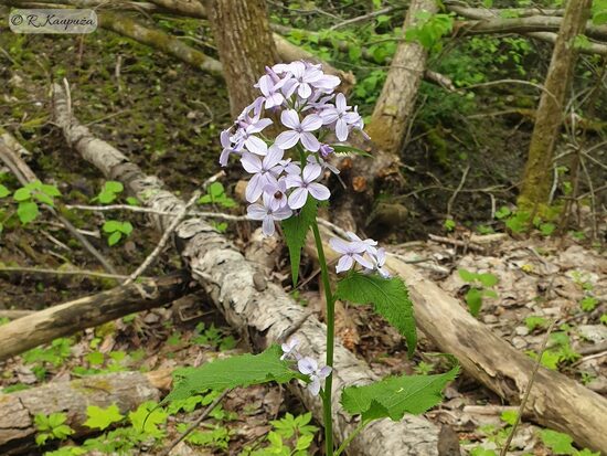 Lunaria rediviva